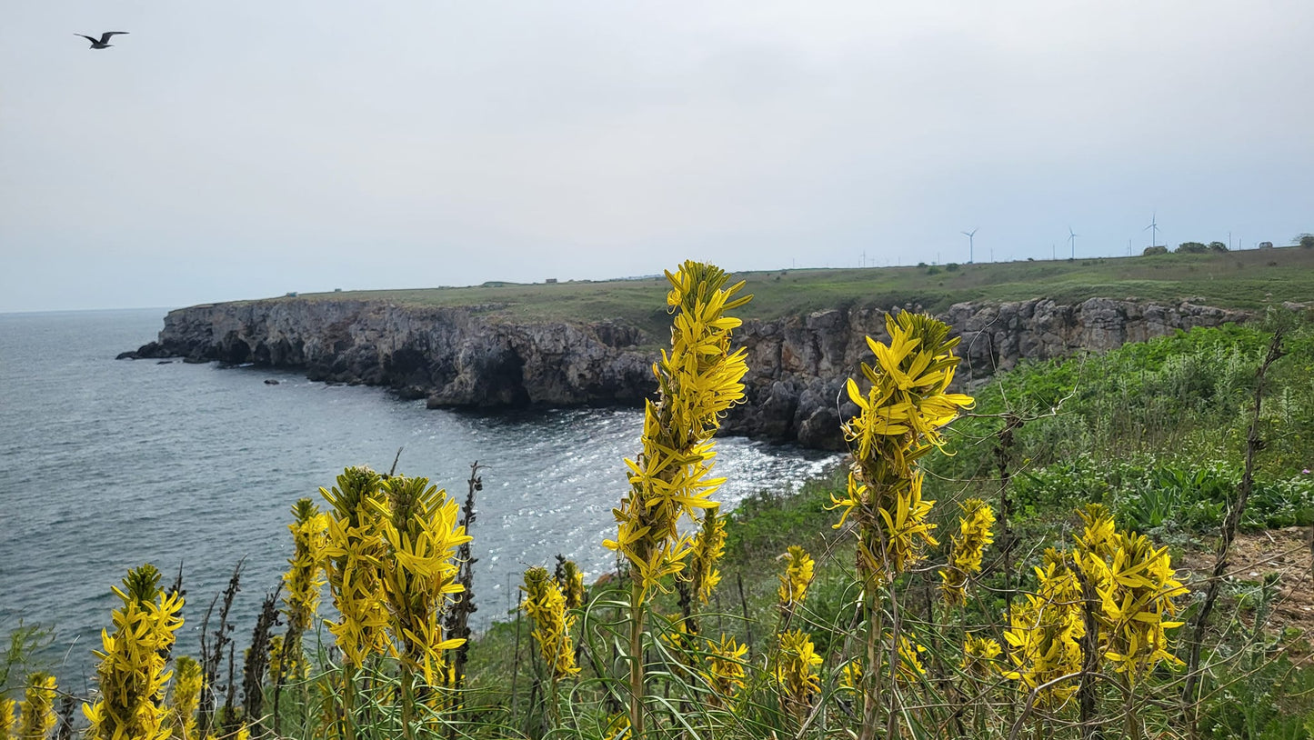 САМОСТОЯТЕЛНА КЪЩА ЗА ГОСТИ В С.ТЮЛЕНОВО